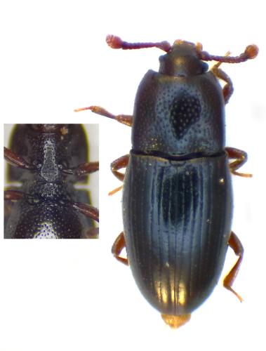 Cerylon fagi